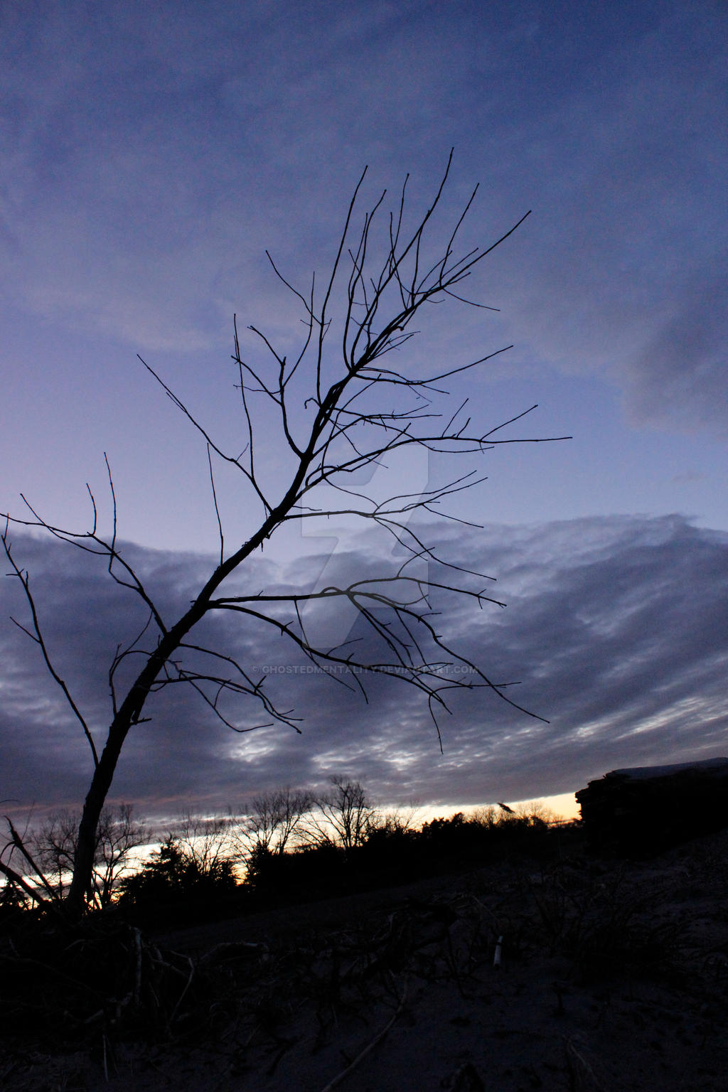 Sunset Branches by Ghostedmentality on DeviantArt