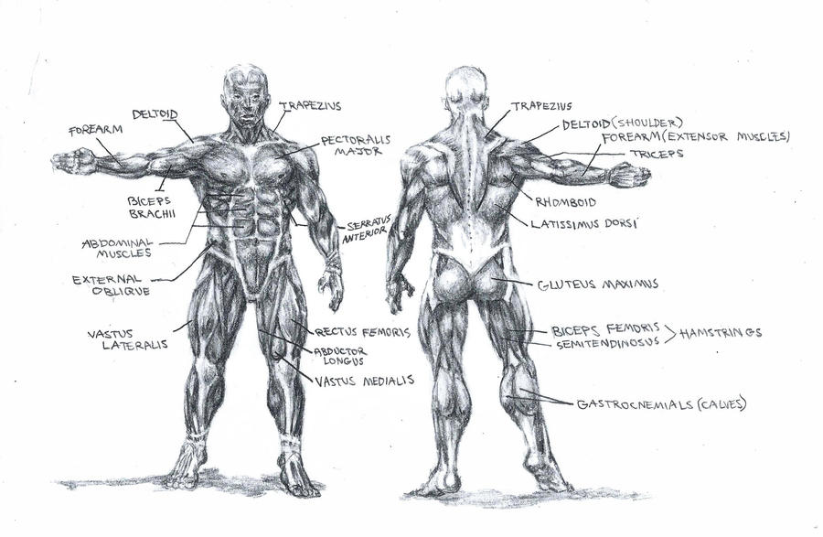 Muscle Anatomy Sketch by ArtfulBeast on DeviantArt