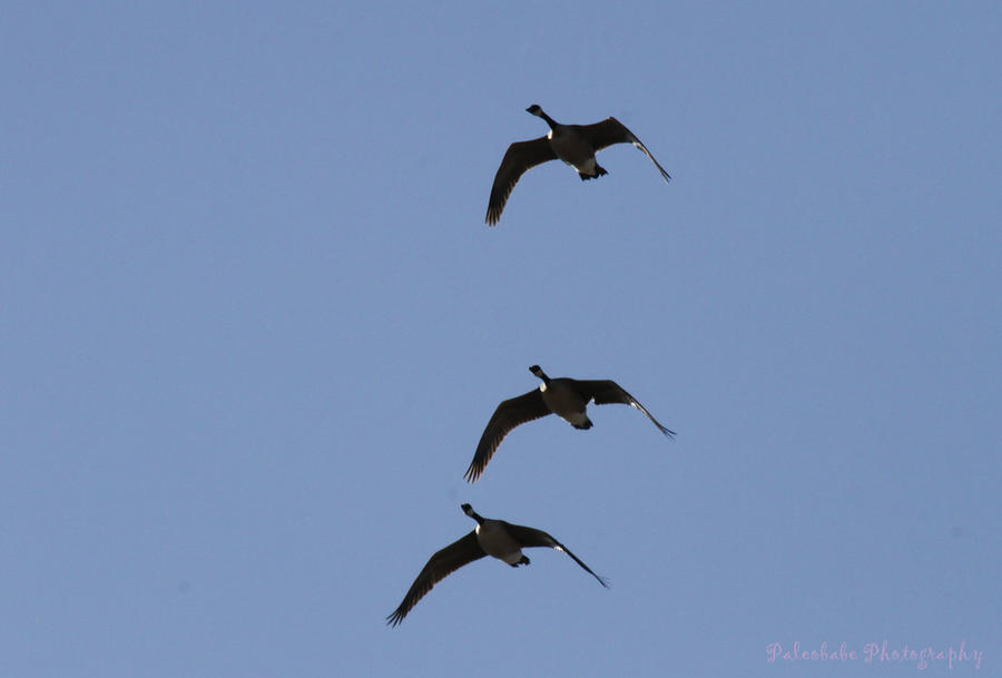 Three Geese A Flying by Kaptive8 on DeviantArt