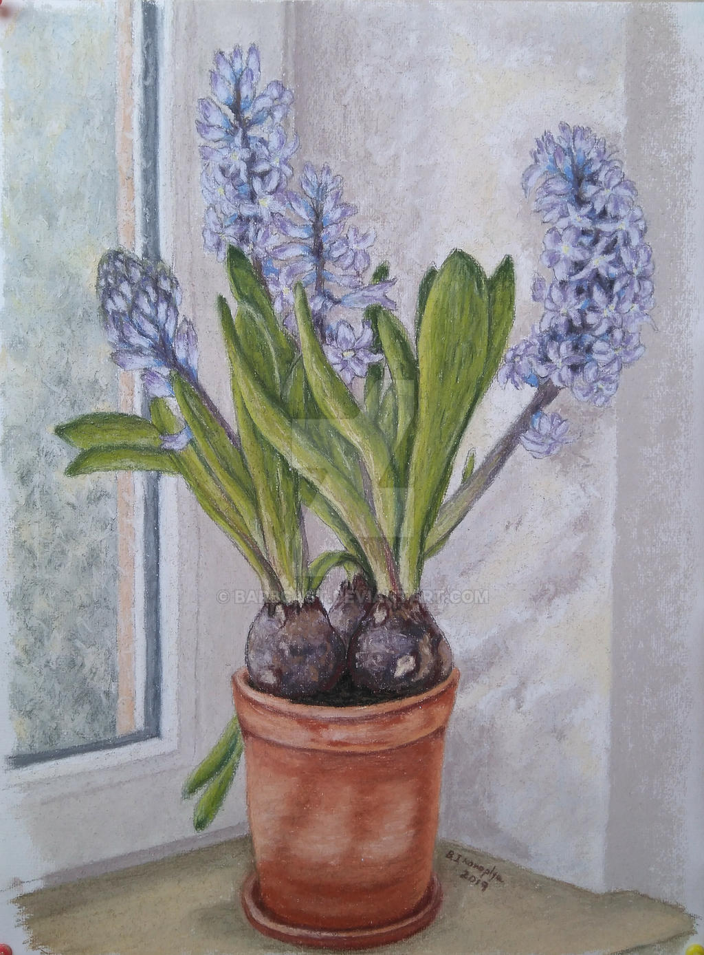 Hyacinth study by barbcast