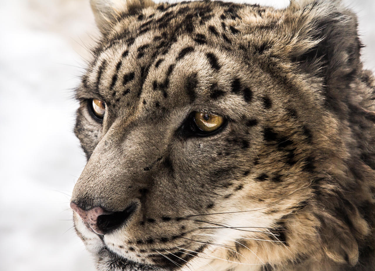 Snow Leopard Close Up By Orangeroom On Deviantart 