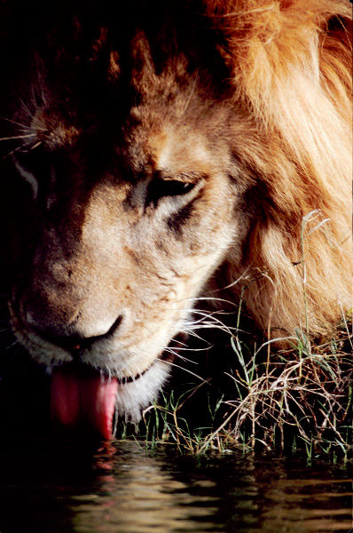 Lion 3 by Art-Photo on DeviantArt