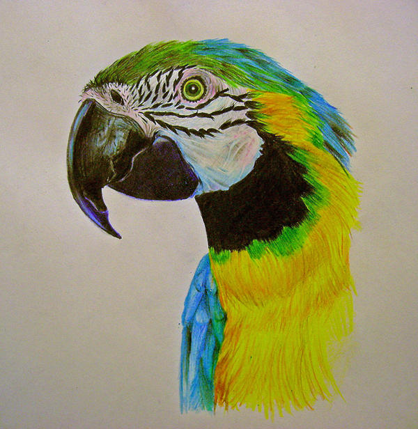 Parrot Drawing by Jessieja on DeviantArt
