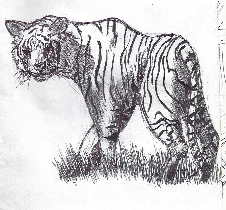 Black n' White Tiger by TheRabidWookie on DeviantArt