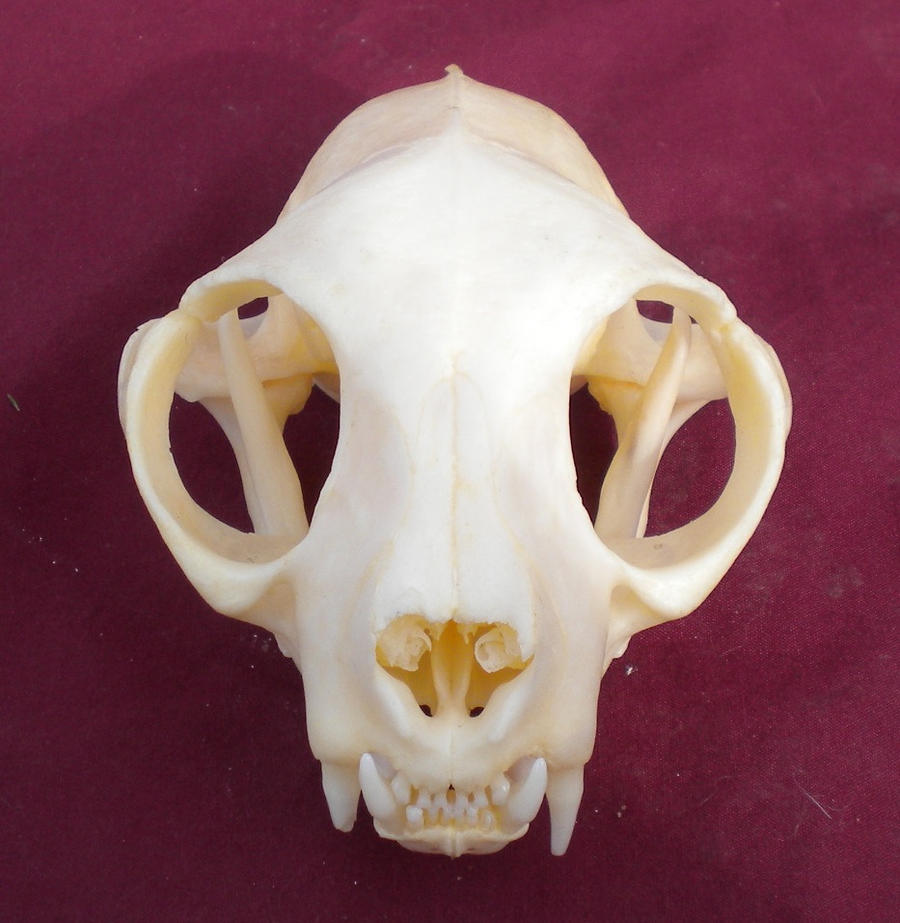 Domestic Cat Skull Stock by MinotaurQueenStock on DeviantArt