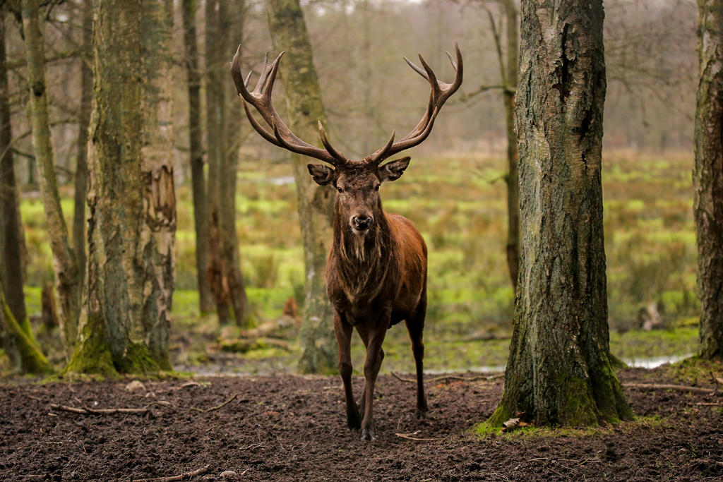 powerful_stag_by_quiet_bliss-d9kosxo.jpg