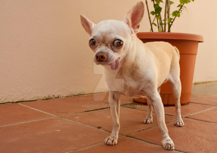 Pinky the Ugly Chihuahua by Xeno665 on DeviantArt