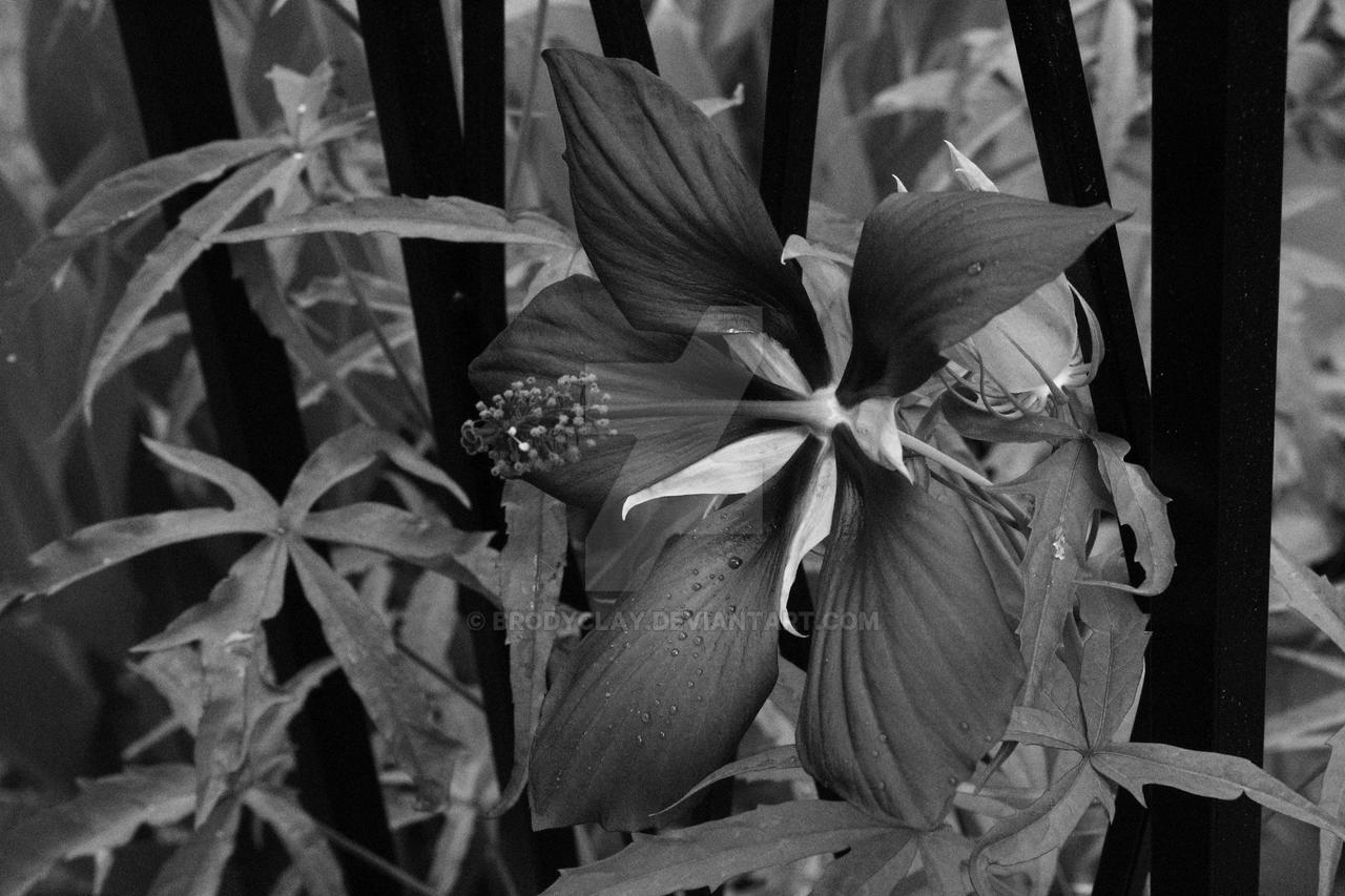 Black and White Flower by BrodyClay on DeviantArt