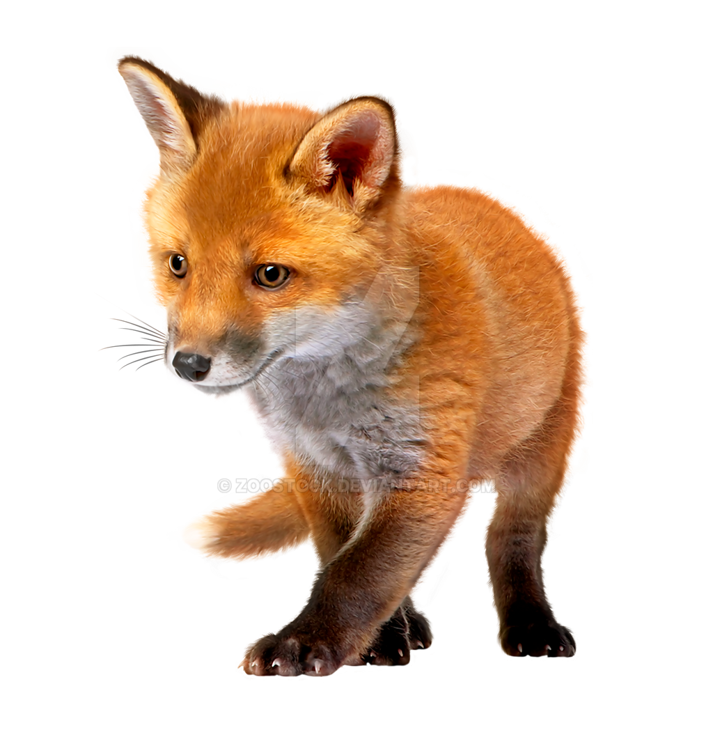Little fox on a transparent background. by ZOOSTOCK on ...
