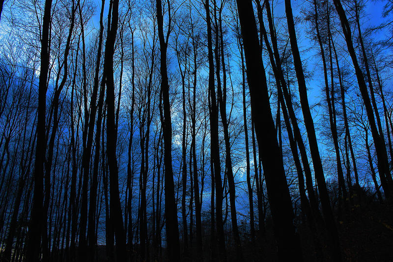 Blair Witch Forest by 0-Akascha-0 on DeviantArt