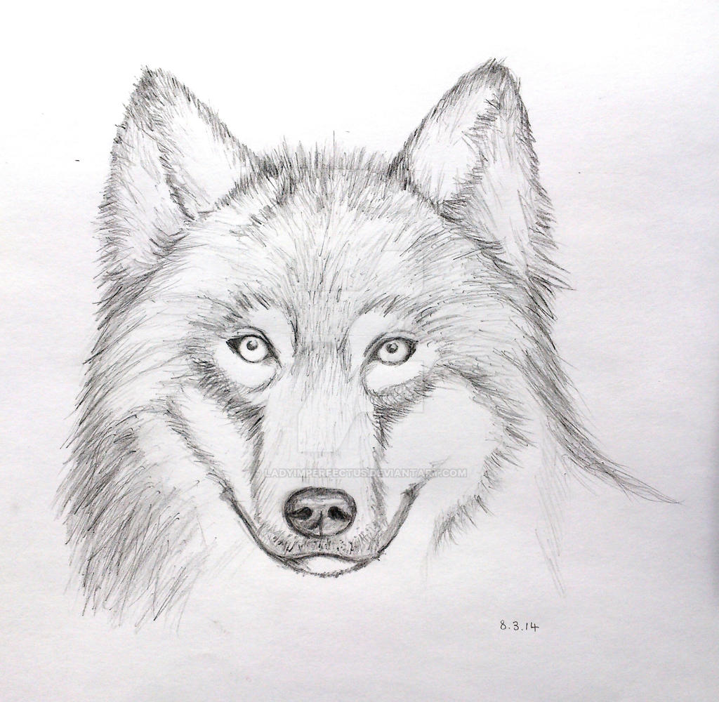 Wolf Face Pencil Drawing (Mark Crilley Video) by