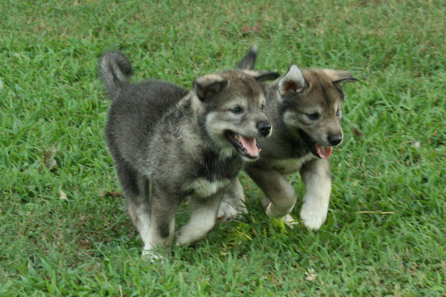 Wolf-Dog Puppies Rush Forward by greensh on DeviantArt