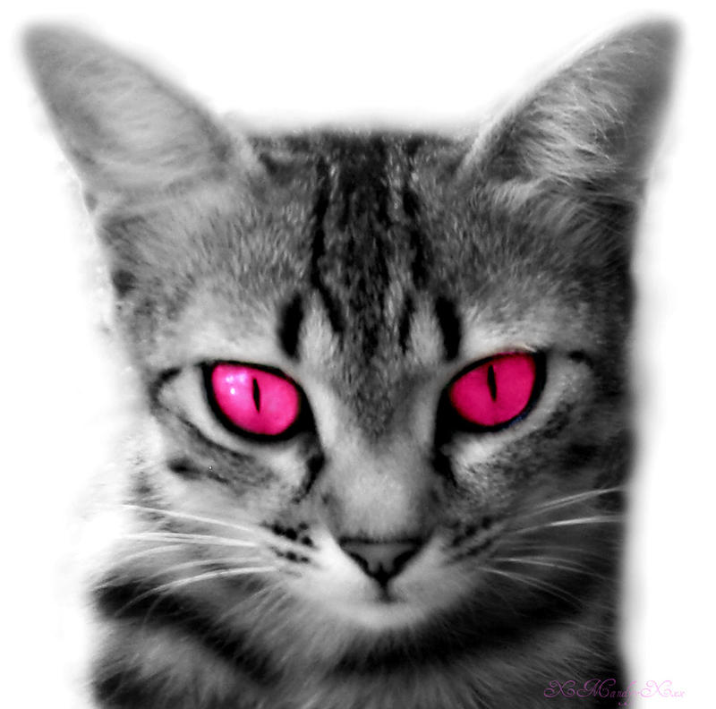 Pink eyes. Cat. by XmandyyXxx on DeviantArt