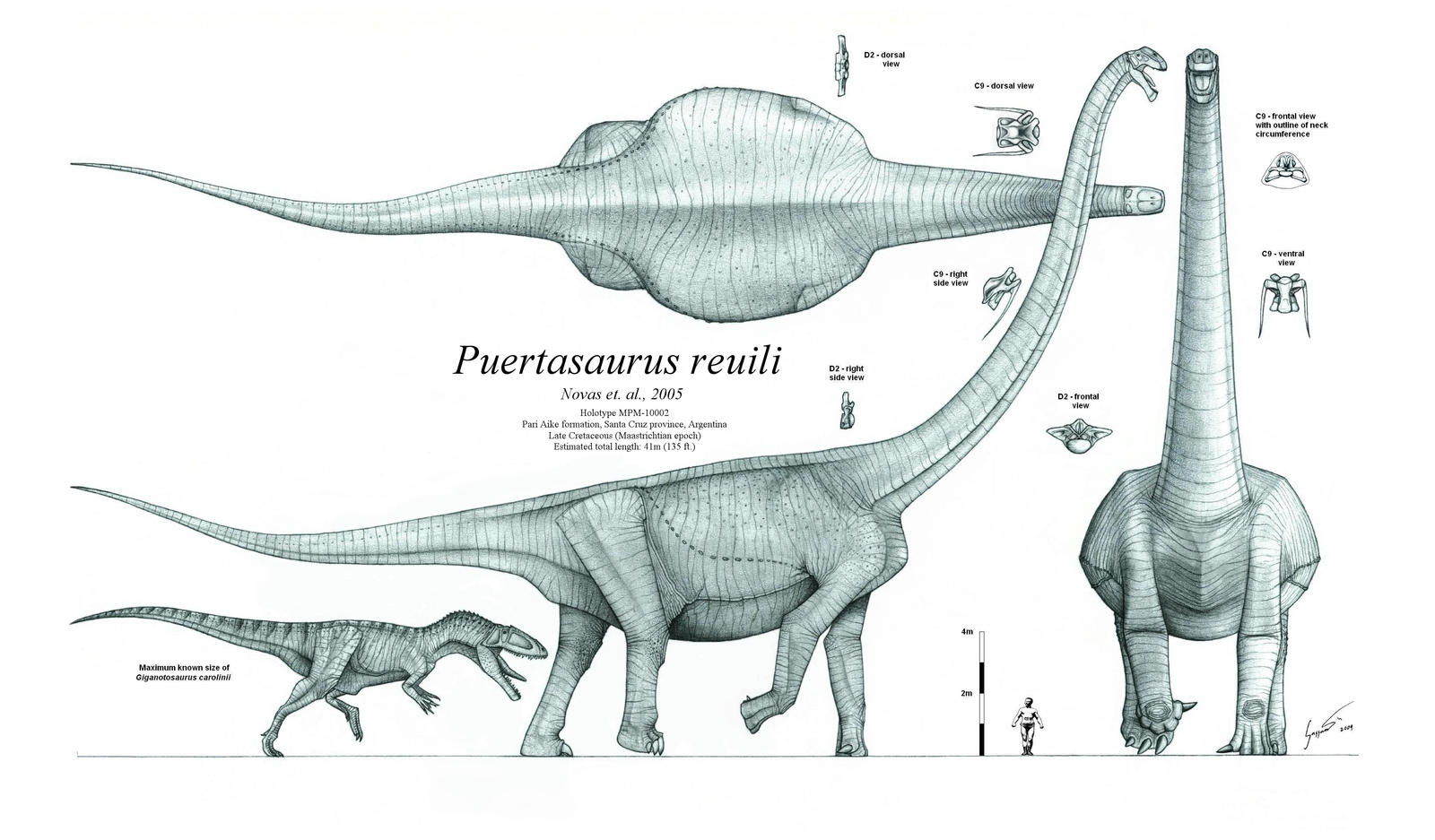 Puertasaurus reuili by Paleo-King on DeviantArt