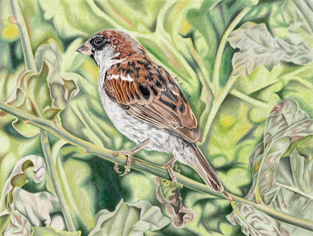 Sparrow colored pencil drawing by kadportraits on DeviantArt