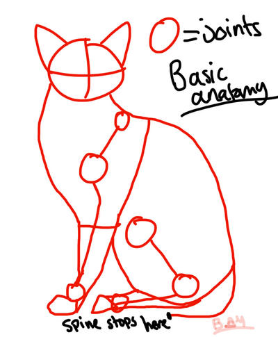 Cat anatomy - Sitting down basics by LionOrBeast on DeviantArt