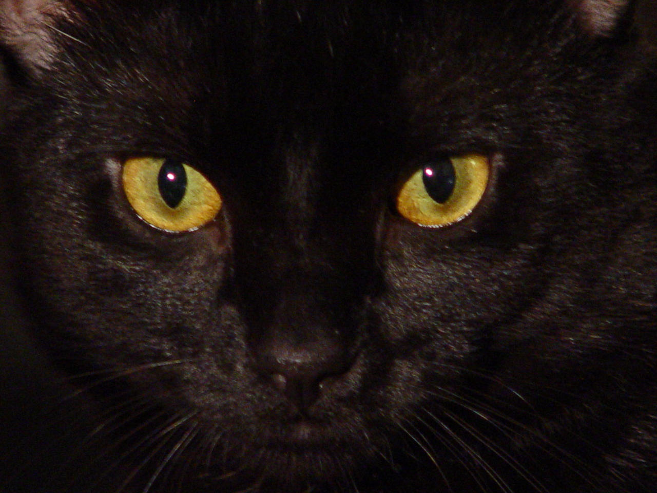 Stock-Black Cat Eyes by melstock on DeviantArt