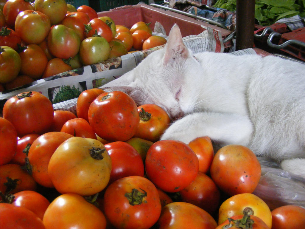 Image result for cat with tomato