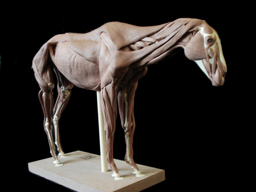 Horse anatomy: Surface muscles by weird-one on DeviantArt