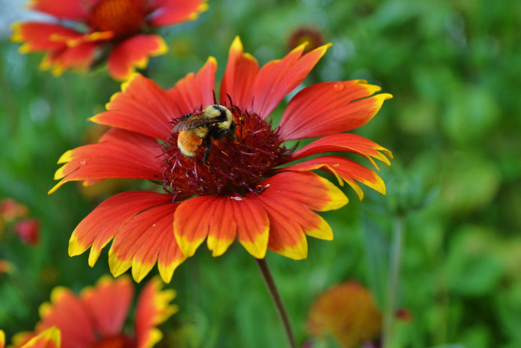 Hunt's Bumblebee on Gaillardia by Reevah-Willow on DeviantArt