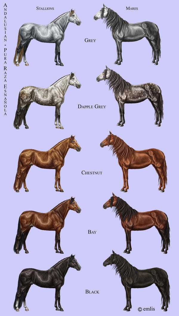 Andalusian Coat Colours by Emlis on DeviantArt