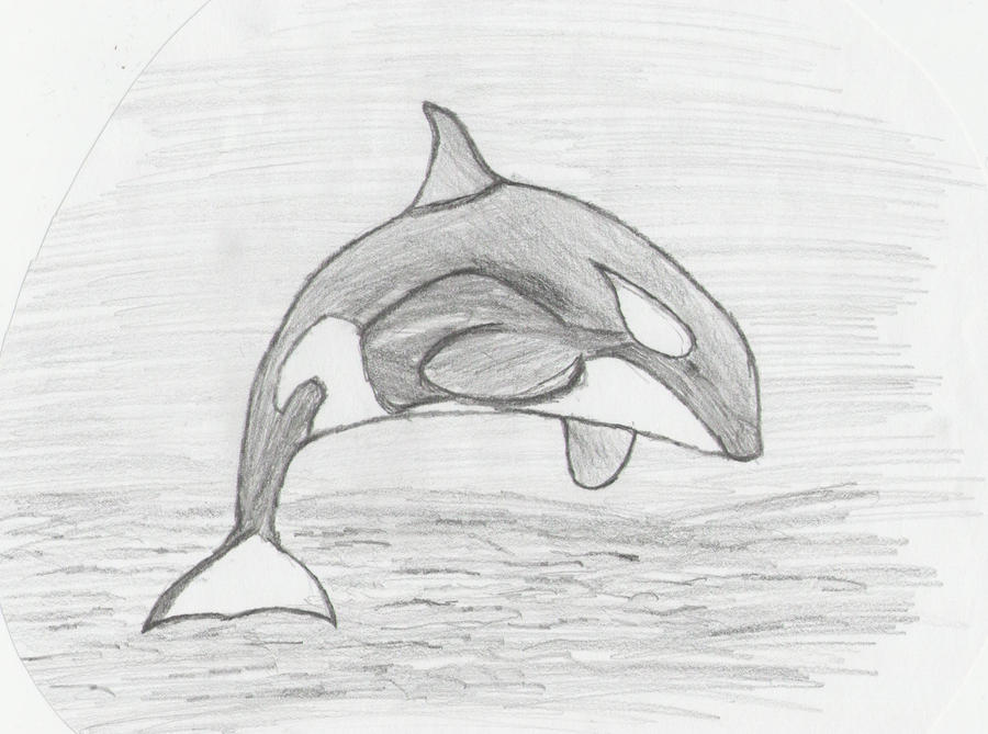 Killer Whale Drawing by jupiter008 on DeviantArt