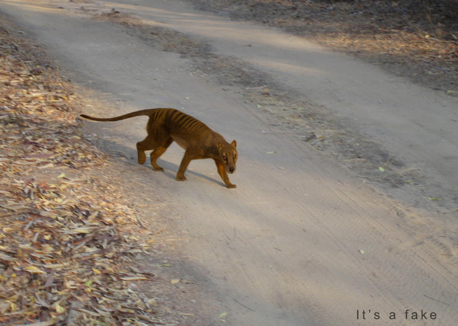 Thylacine Fossa PHOTOMANIPULATION by Kiwano0 on DeviantArt