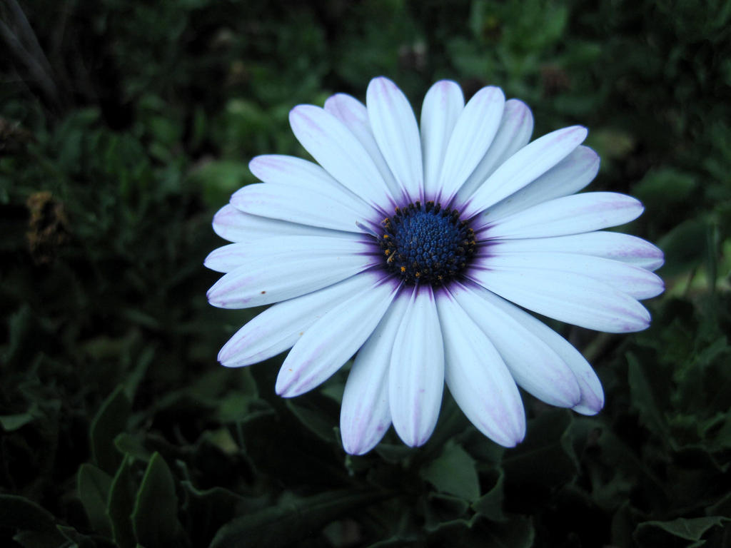 Blue-white flower by jajafilm