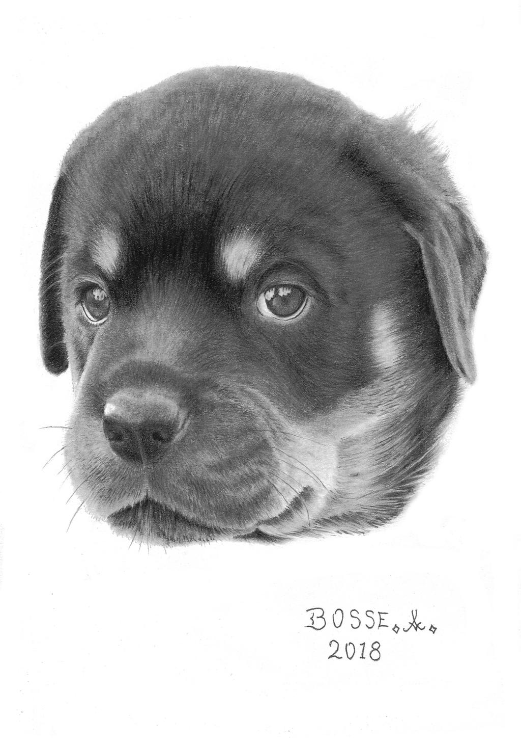 Rottweiler Puppy 4 by Torsk1 on DeviantArt