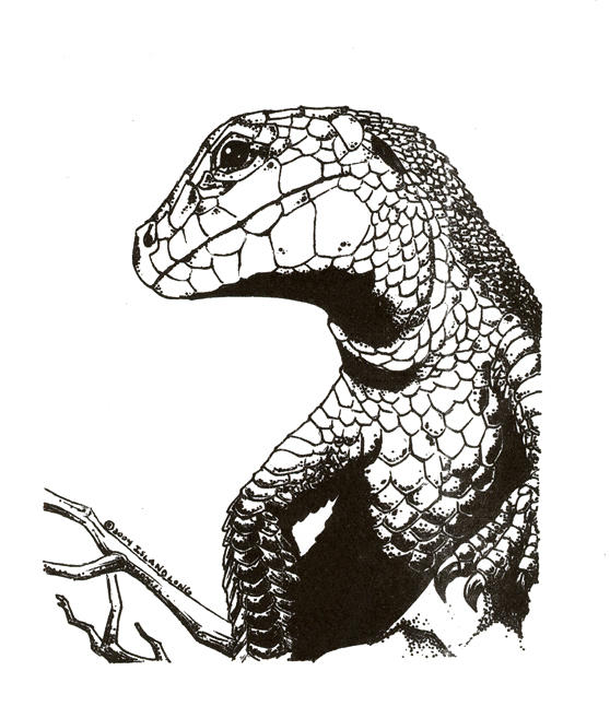 Ink Print Project: Lizard by Atoryga on DeviantArt