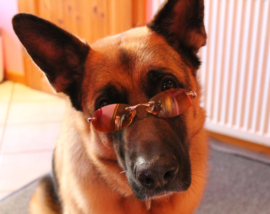 Resultado de imagen para german shepherd sunglasses