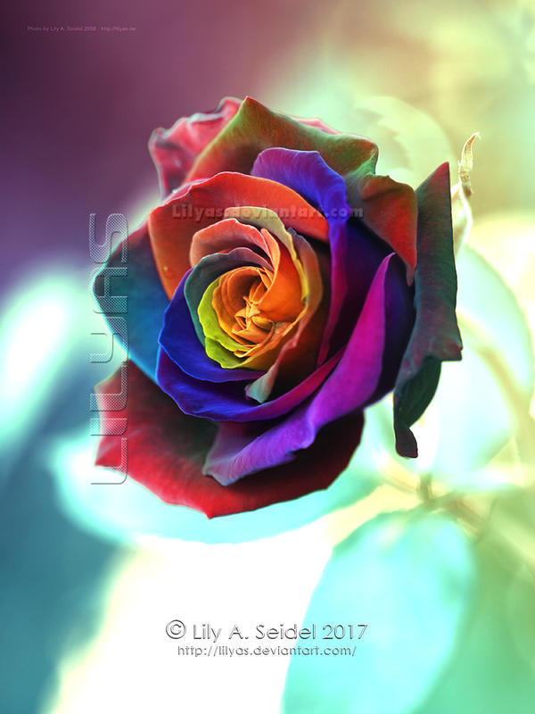 Magical Rose Rainbow - Unlimited STOCK by Lilyas on DeviantArt