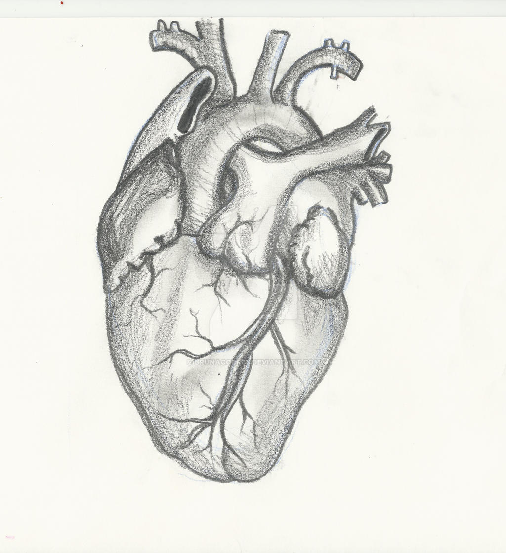 Human Heart by BrunaCobres on DeviantArt