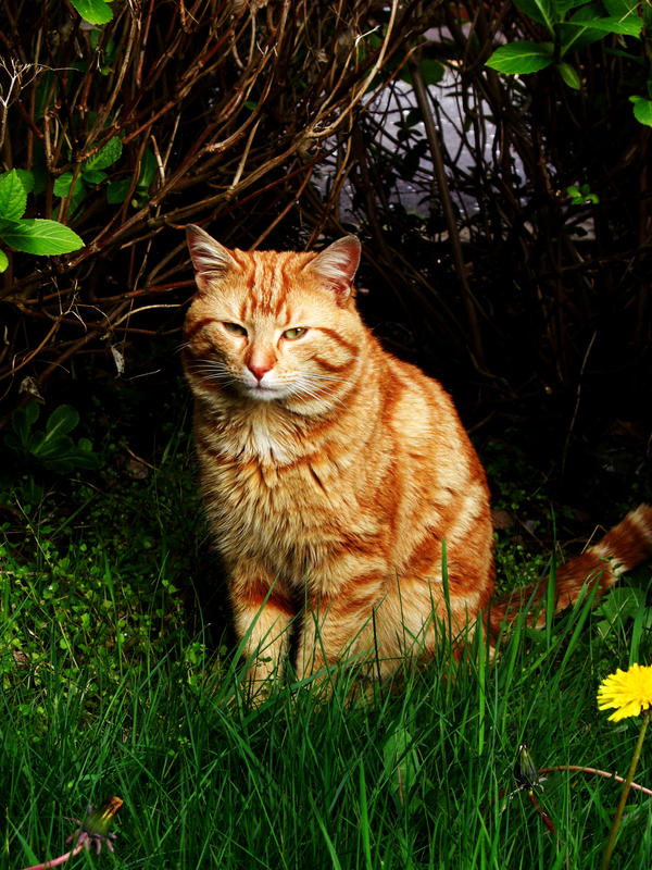 Sparklily - RippleClan Cute_little_ginger_cat_by_farah91