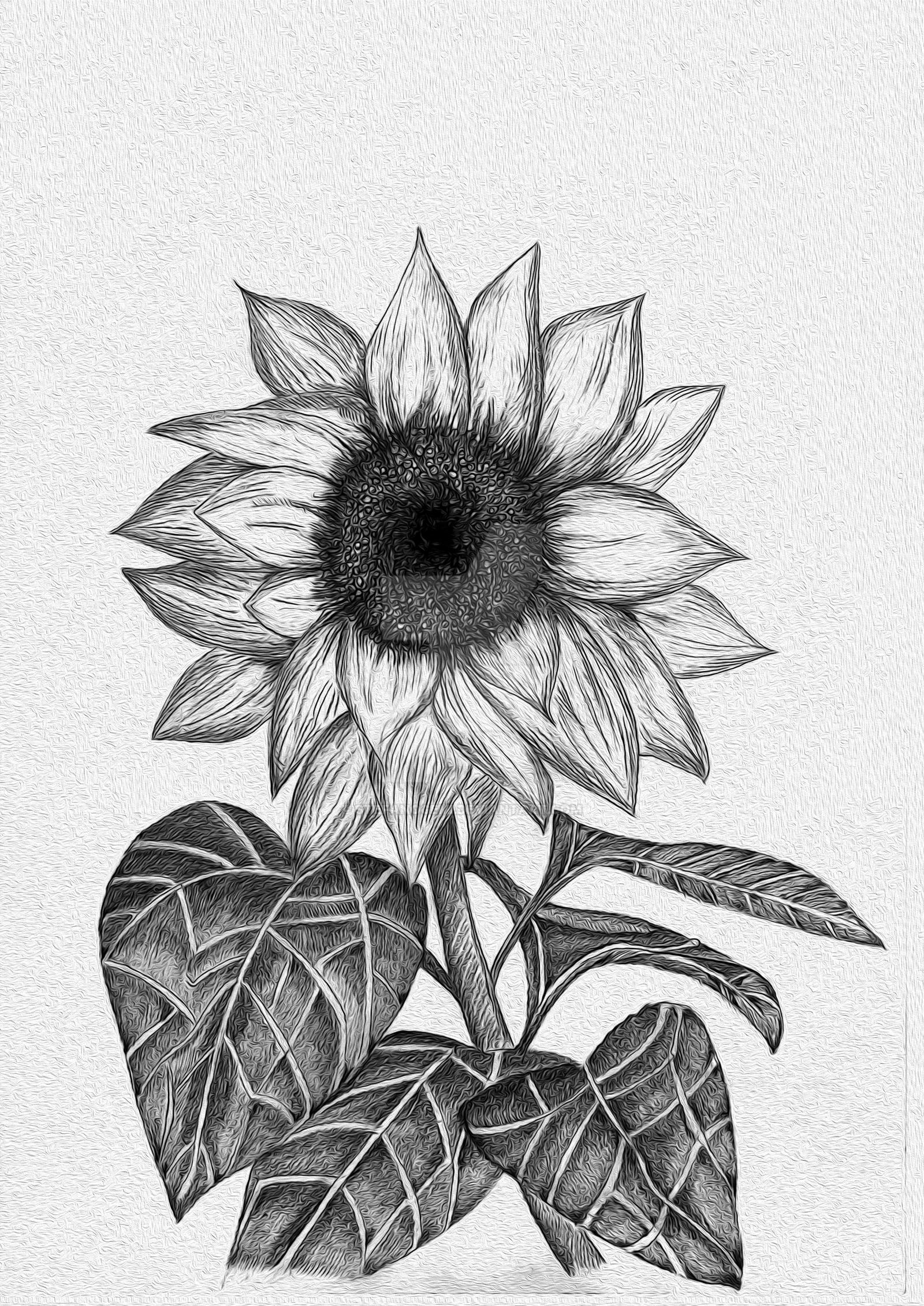Sunflower (Sketch) by stefanogemi on DeviantArt