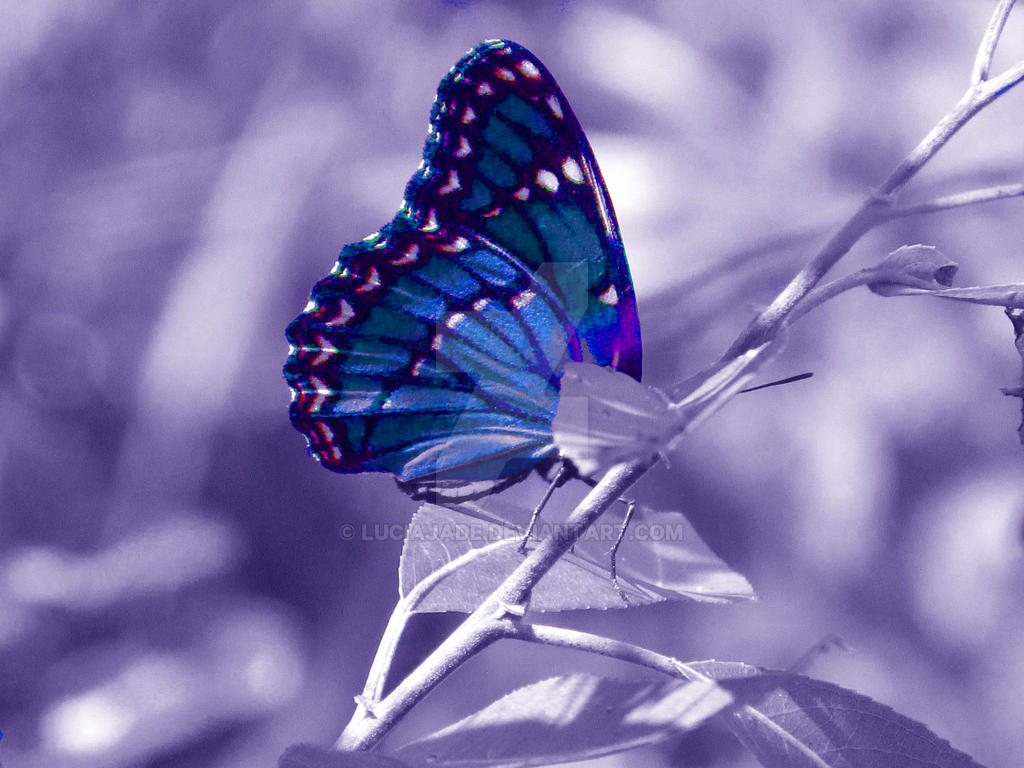 Viceroy Butterfly in Blue and Purple by LuciaJade on ...
