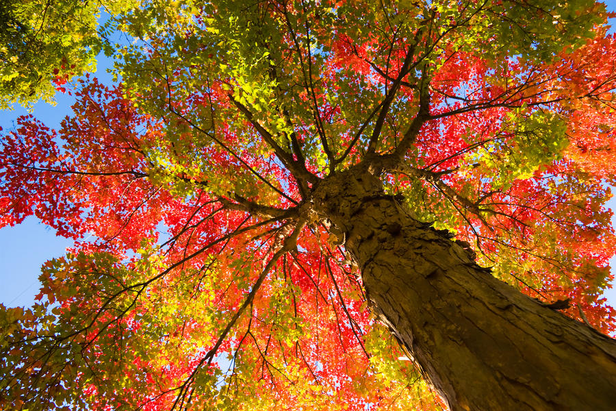 Afbeeldingsresultaat voor autumn tree