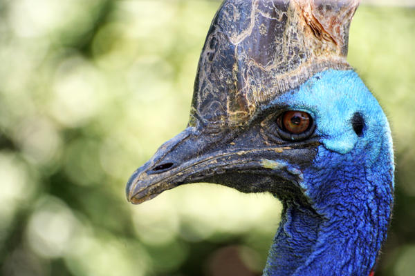 Big Blue Bird: Cassowary by torchdesigns on DeviantArt