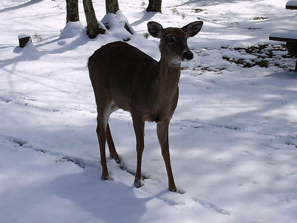 Image result for doh a deer