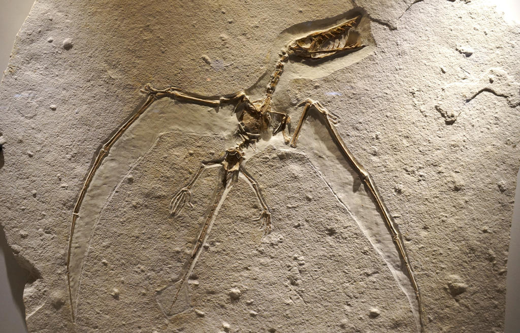 pterodactyl_fossil_by_azurequest-d64egby.jpg