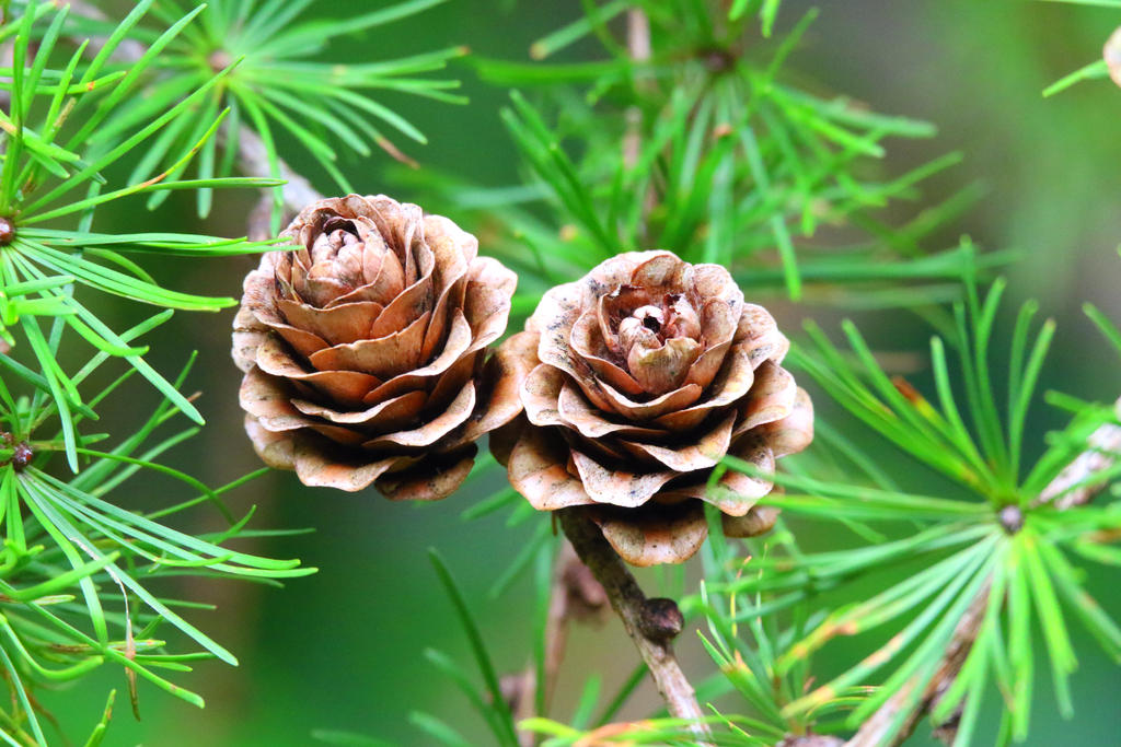 Wooden Roses by MaresaSinclair on DeviantArt