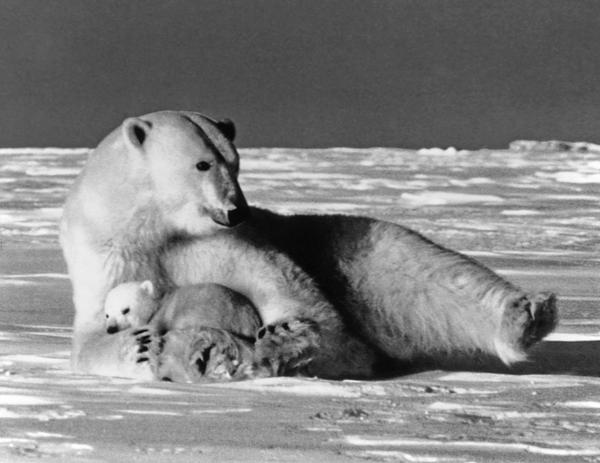 USA Alaska mother polar bear 1970s by BlackWhitePictures on DeviantArt