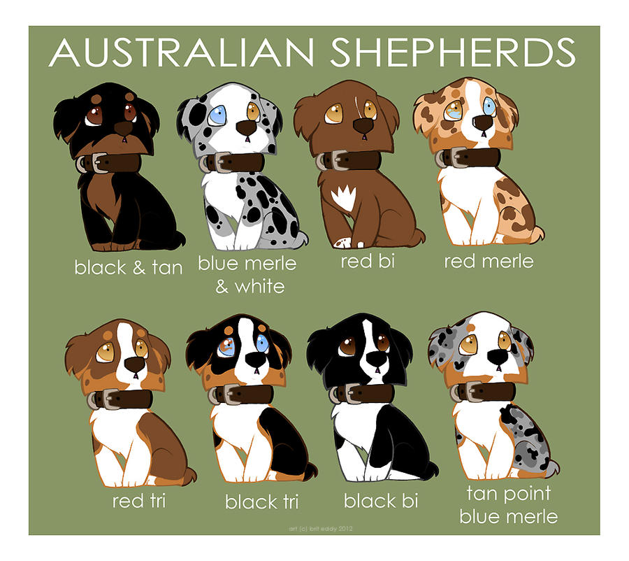 Australian Shepherd Color Patterns by britgorlicki on DeviantArt