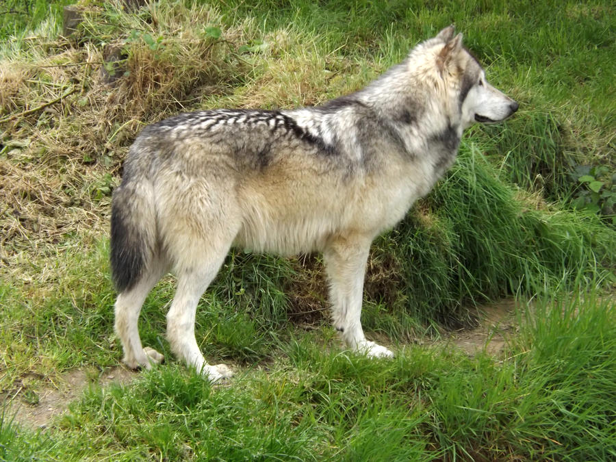 2014 - Alaskan wolf 20 by Lena-Panthera on DeviantArt