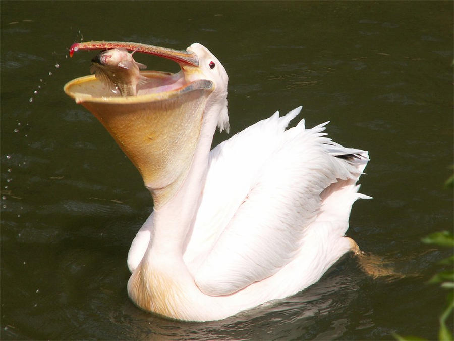 great_white_pelican_01_by_animalphotos.jpg