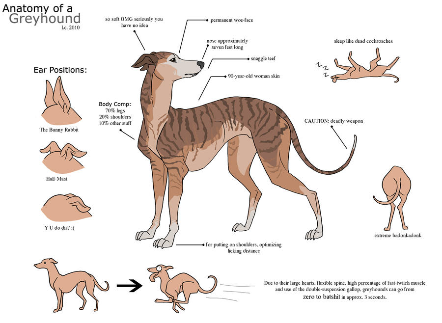 Anatomy of a Greyhound by aureath on DeviantArt