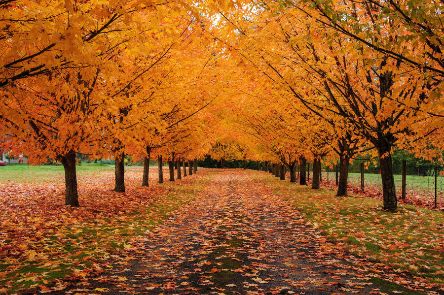 Autumn driveway by porbital on DeviantArt