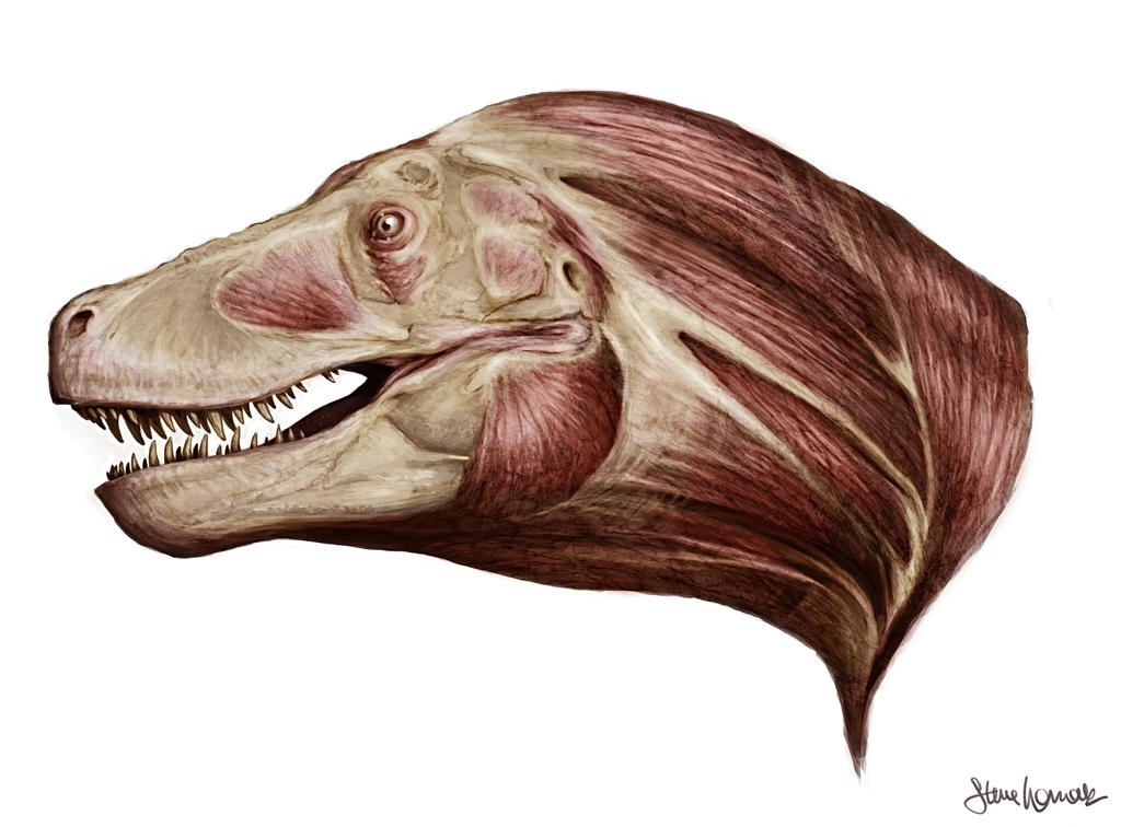 t_rex_head_muscle___in_color_by_sbwomack
