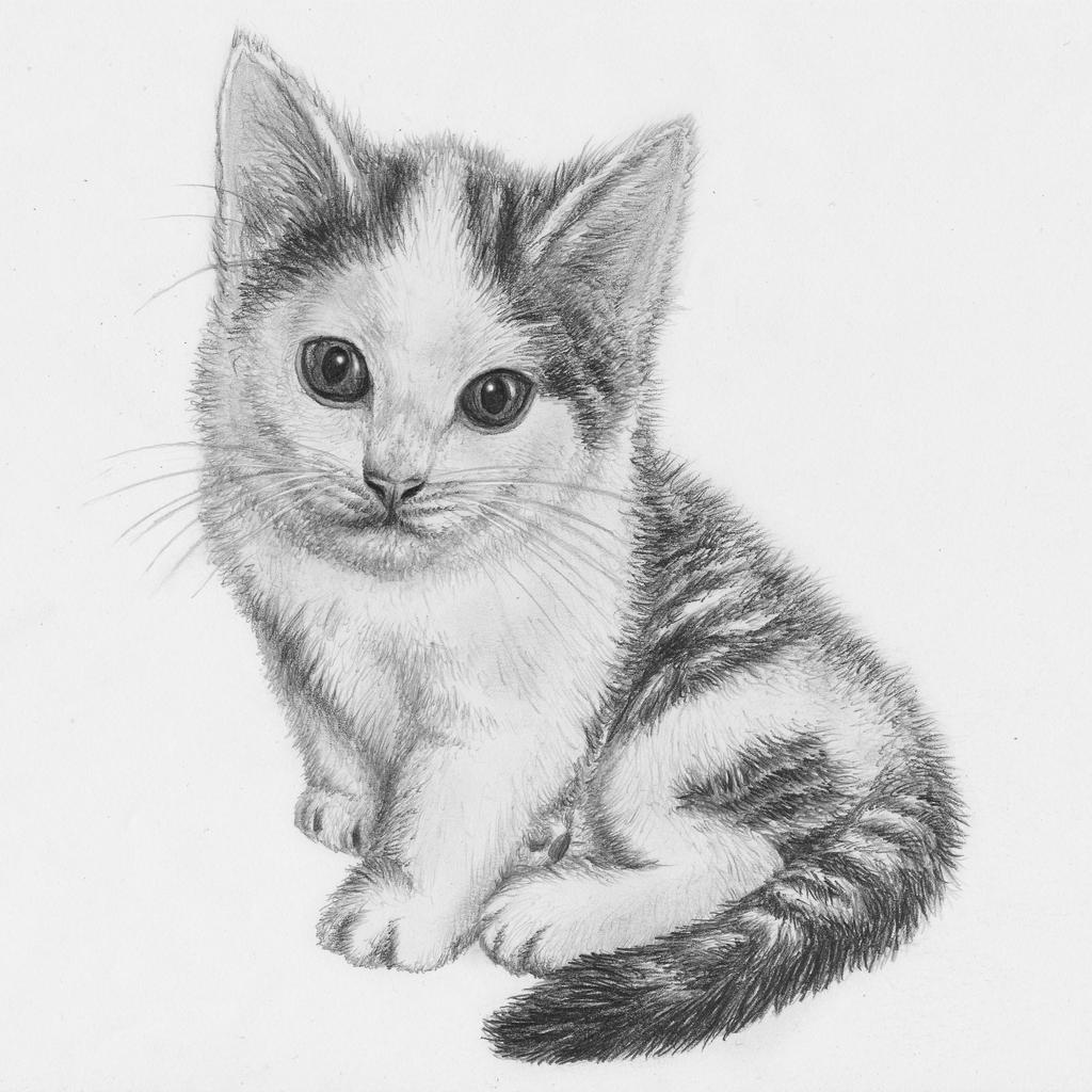 Kitten drawing by jeroenpaint on DeviantArt