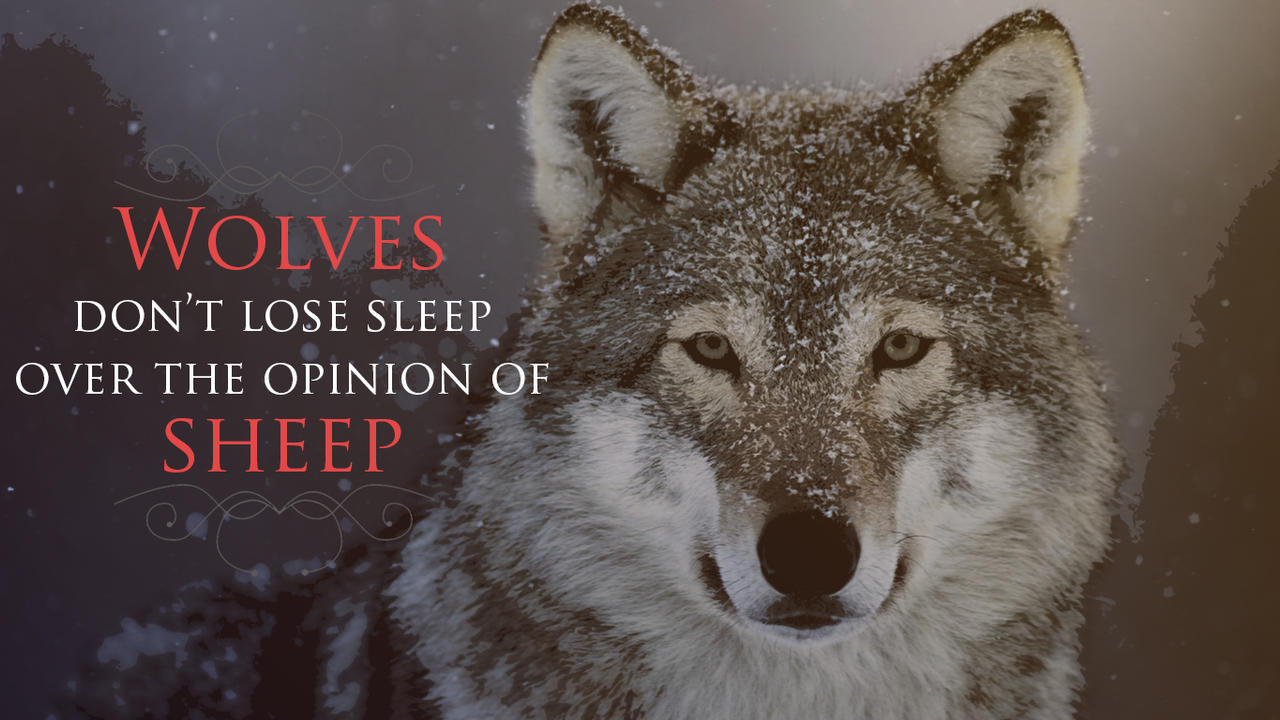 wolves_don_t_lose_sleep_over_the_opinion_of_sheep_by_yesitha92-d92l5na.jpg